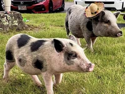 pig